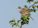 Fauvette grisette