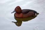 Ferruginous Duck