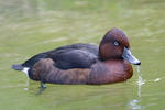 Ferruginous Duck