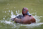 Ferruginous Duck