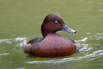 Ferruginous Duck