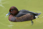 Ferruginous Duck