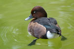 Ferruginous Duck