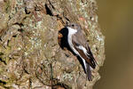 Ficedula hypoleuca