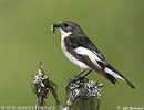 Ficedula hypoleuca