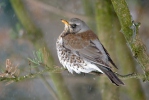 Fieldfare