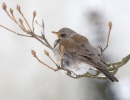 Fieldfare