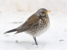 Fieldfare