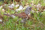 Fieldfare