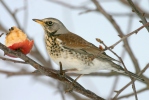 Fieldfare