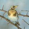 Fieldfare