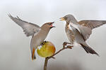 Fieldfare and Bohemian Waxwing