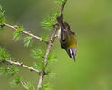 Firecrest