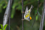 Firecrest