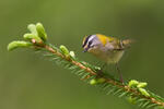 Firecrest