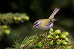 Firecrest