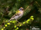 Firecrest