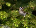 Firecrest