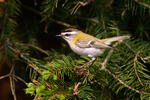 Firecrest