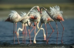 Flamant des Caraïbes