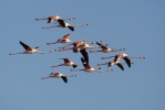 Flamant des Caraïbes