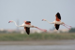 Flamant des Caraïbes