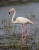 Flamant des Caraïbes