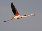 Flamant des Caraïbes