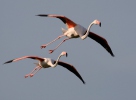 Flamant des Caraïbes