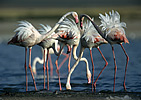 Flamingos (Phoenicopteriformes)