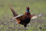 Fowl-like Birds (Galliformes)