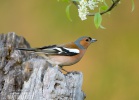 Fringilla coelebs