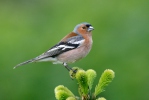 Fringilla coelebs