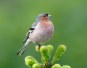 Fringilla coelebs