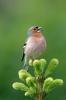 Fringilla coelebs