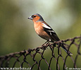 Fringilla coelebs