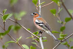 Fringilla coelebs