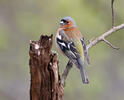 Fringilla coelebs