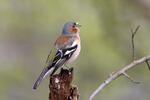 Fringilla coelebs