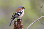 Fringilla coelebs