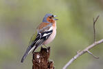 Fringilla coelebs