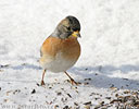 Fringilla montifringilla