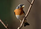 Fringilla montifringilla