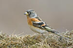 Fringilla montifringilla