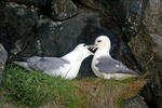 Fulmar