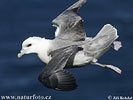 Fulmar