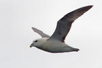 Fulmar boréal