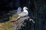 Fulmar boreal