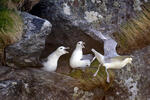 Fulmar boréal