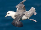 Fulmar boreal